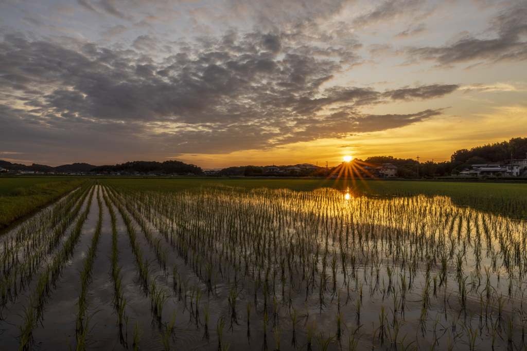 夕暮れの水田