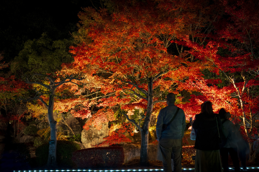 松山城の紅葉Light up