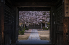西國寺の桜