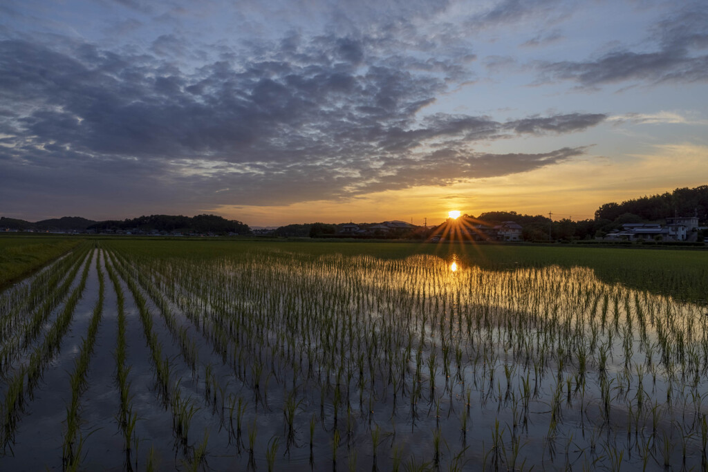 水田に落ちる夕陽