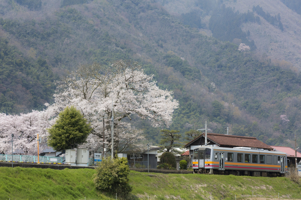 桜咲く滝尾駅