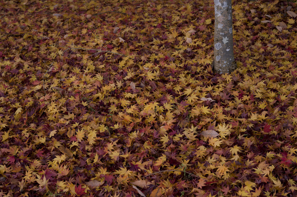 散紅葉