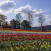 Spring color