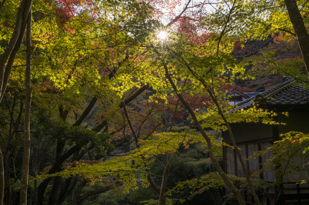 三瀧寺の照紅葉