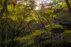 三瀧寺の照紅葉