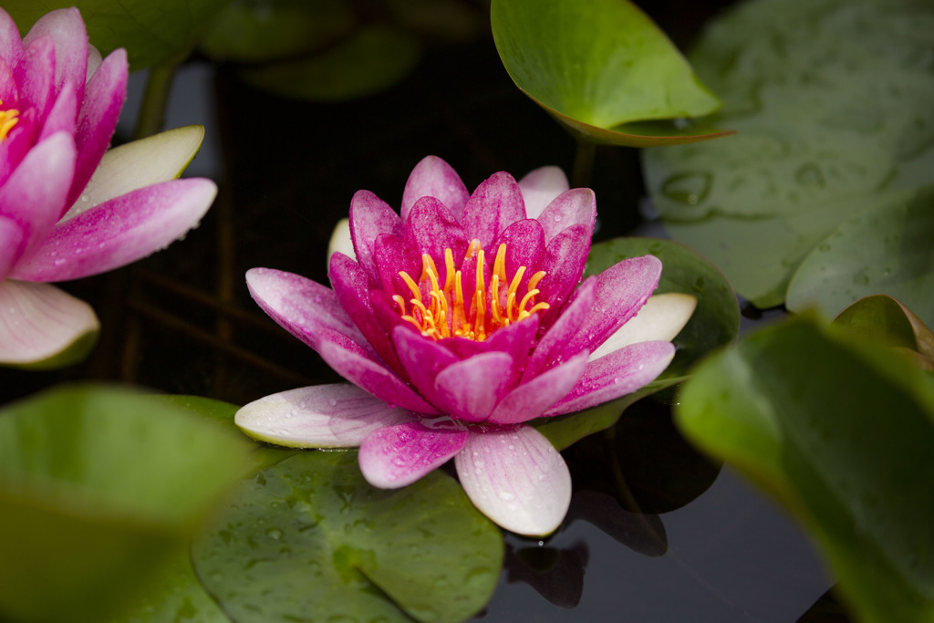 Water lily