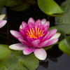 Water lily