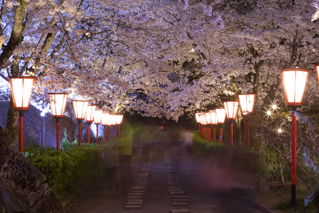 鶴山公園の夜桜