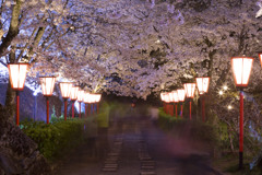 鶴山公園の夜桜