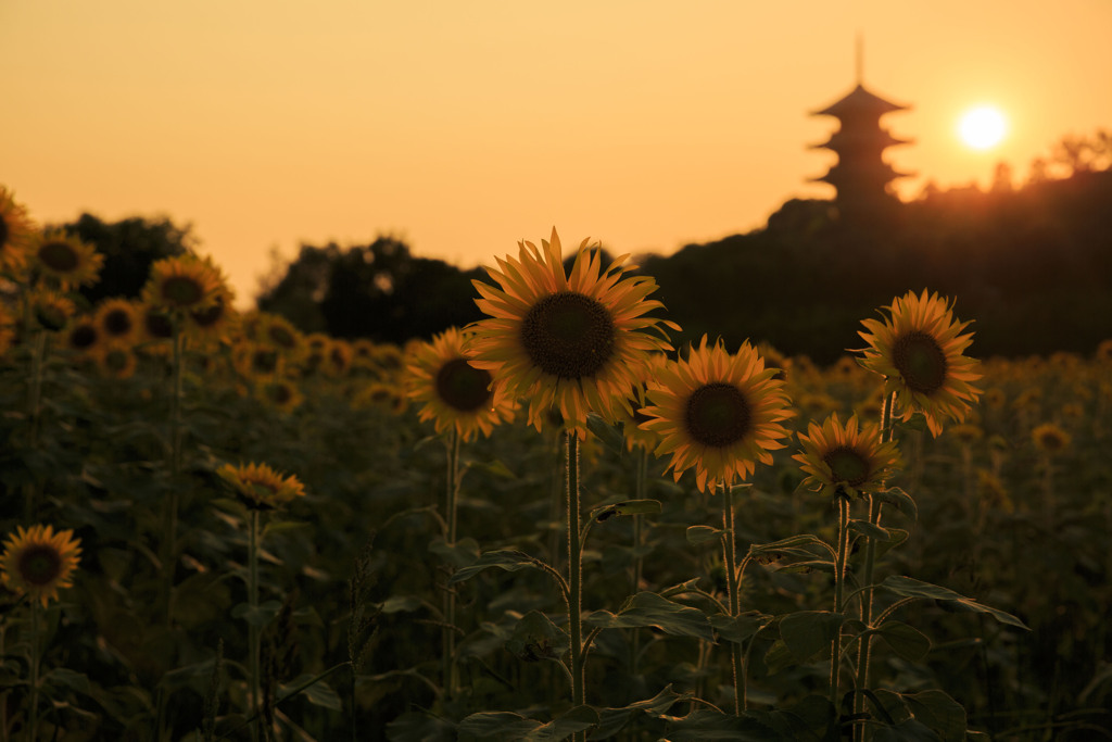夏の暮れ