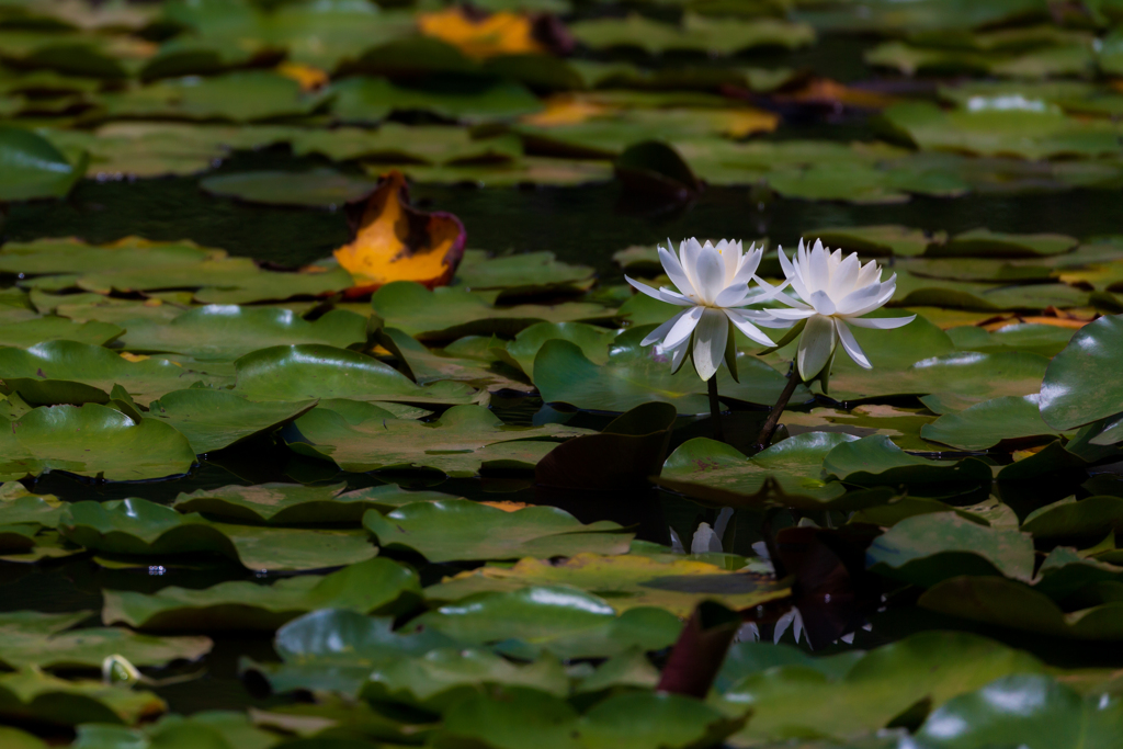 water lily