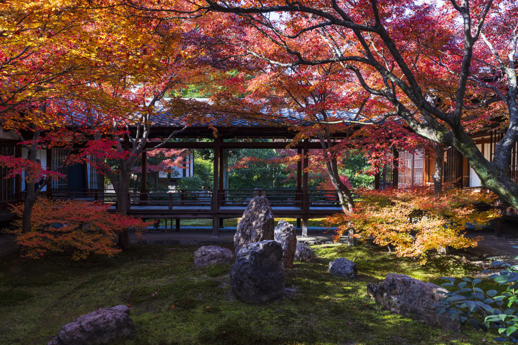 建仁寺の紅葉