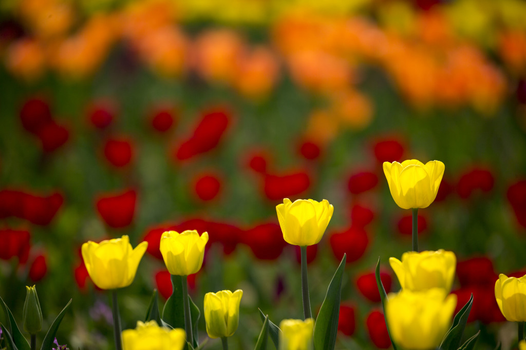 brightness