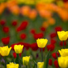 brightness