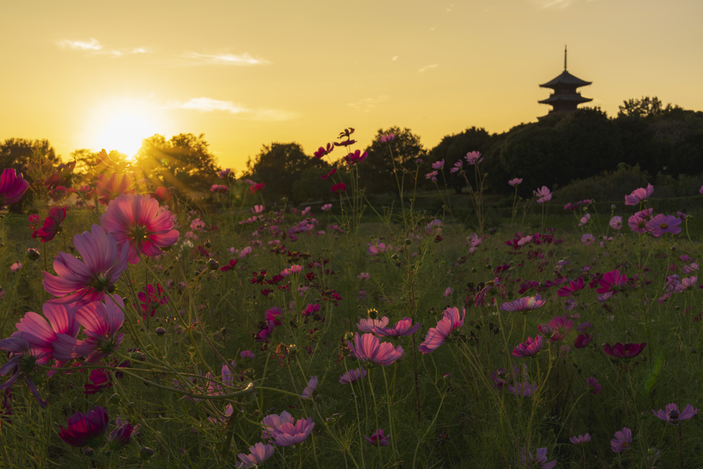 備中国分寺の秋桜