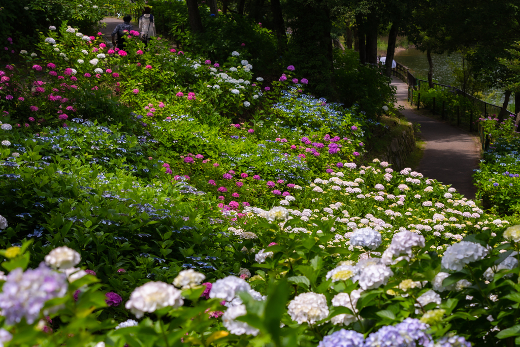 紫陽花公園