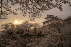 満開の鶴山公園の桜