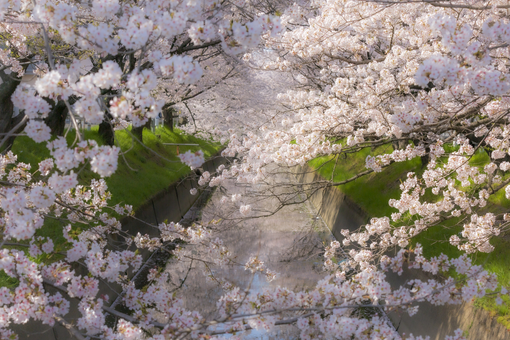 桜のトンネル