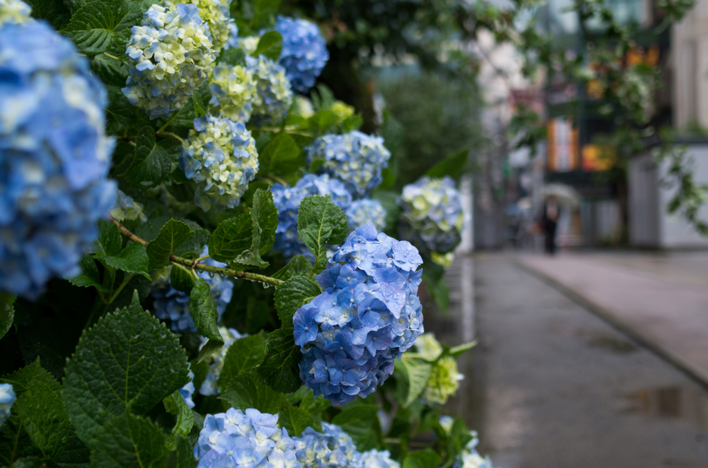 雨、紫陽花