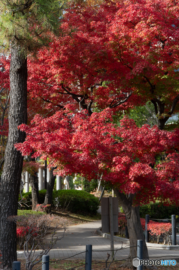 紅に染まって