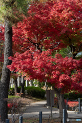紅に染まって