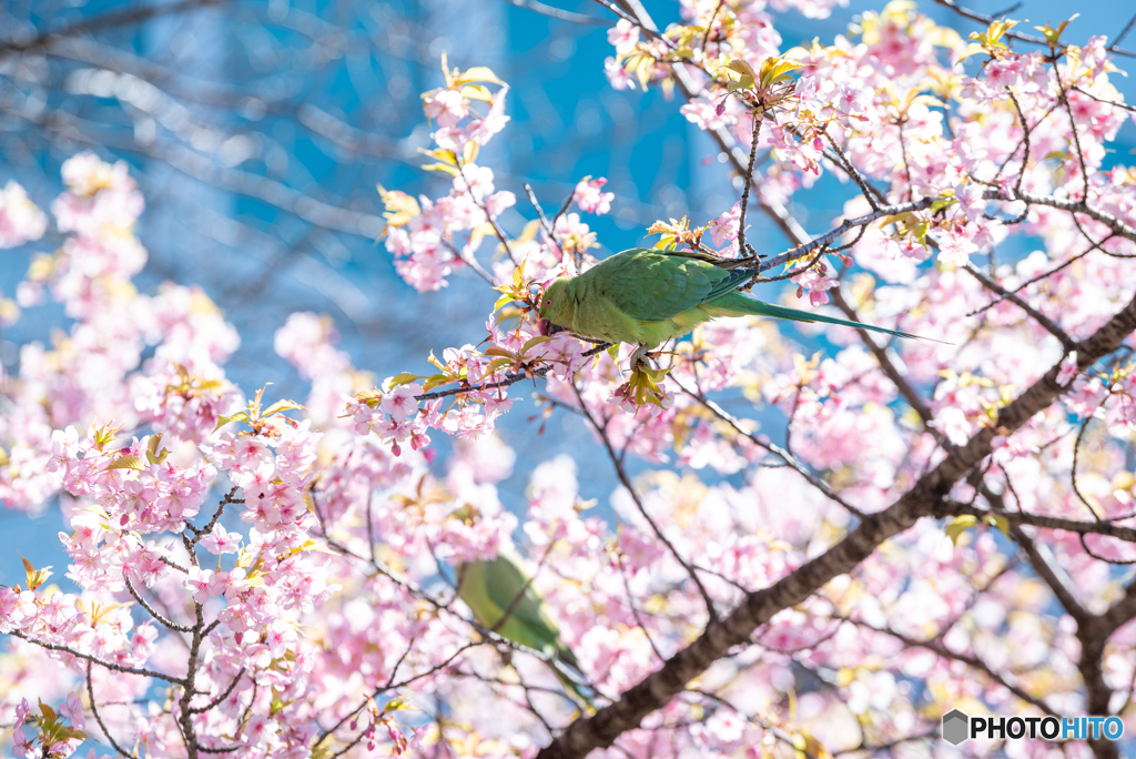 もうすぐ春ですね