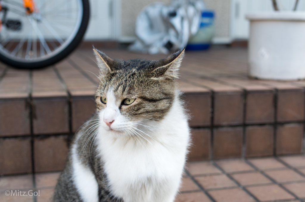 お久しぶり