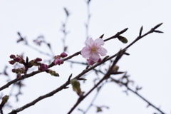 桜咲く