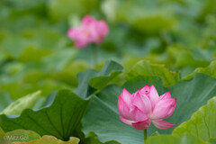 不忍池にて