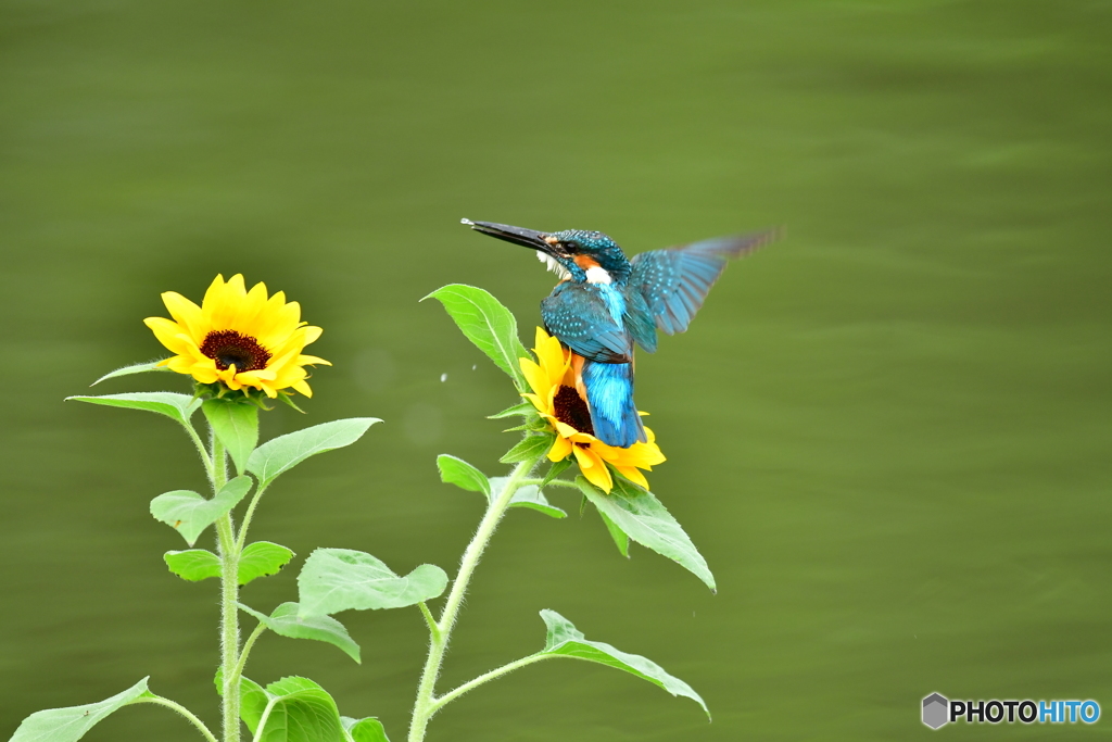 ヒマワリとカワセミ
