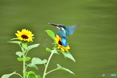 ヒマワリとカワセミ