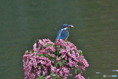 アセビとカワセミ