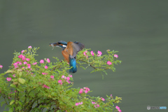 野バラとカワセミ