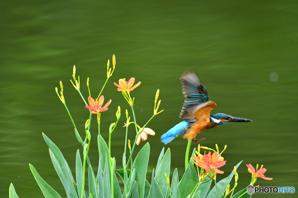 ヒオウギとカワセミ