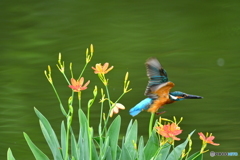 ヒオウギとカワセミ