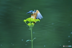 オミナエシとカワセミ