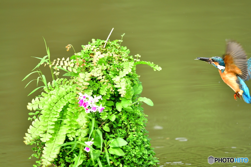 山野草とカワセミ