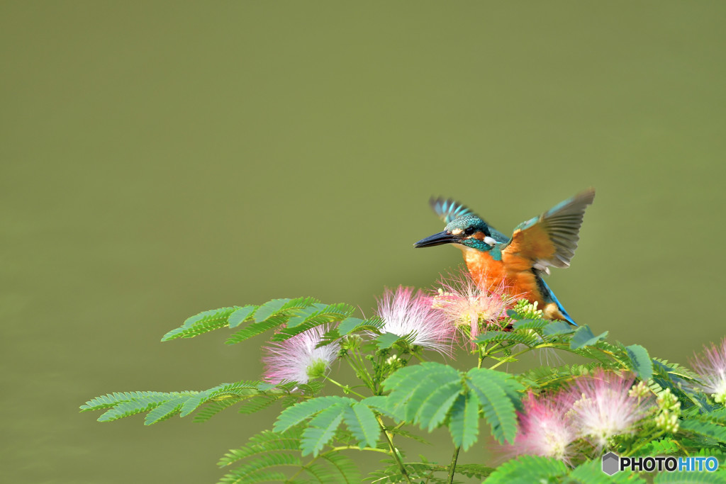 ネムノキとカワセミ