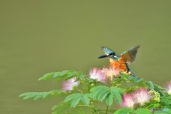 ネムノキとカワセミ