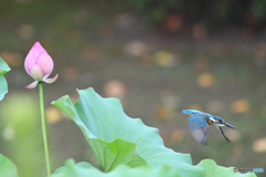 ハスとカワセミ