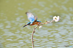 桜とカワセミ