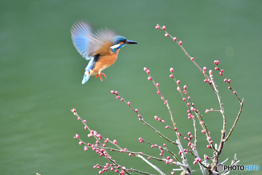 紅梅とカワセミ