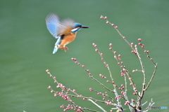紅梅とカワセミ