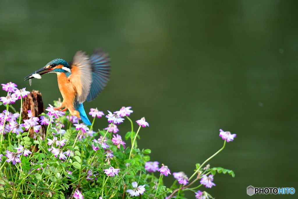 レンゲソウとカワセミ