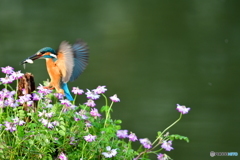 レンゲソウとカワセミ