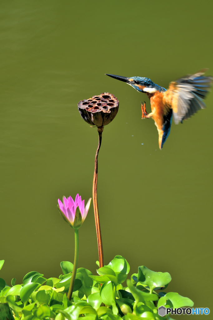 ハスの実とカワセミ