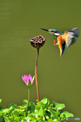 ハスの実とカワセミ