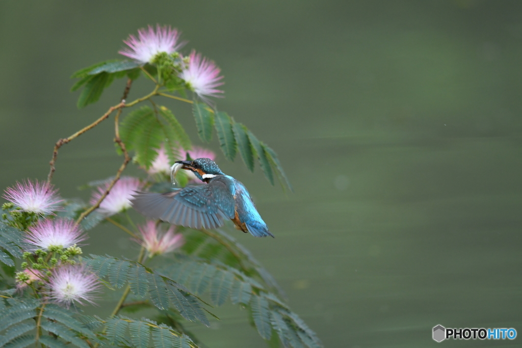ネムノキとカワセミ