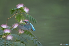 ネムノキとカワセミ