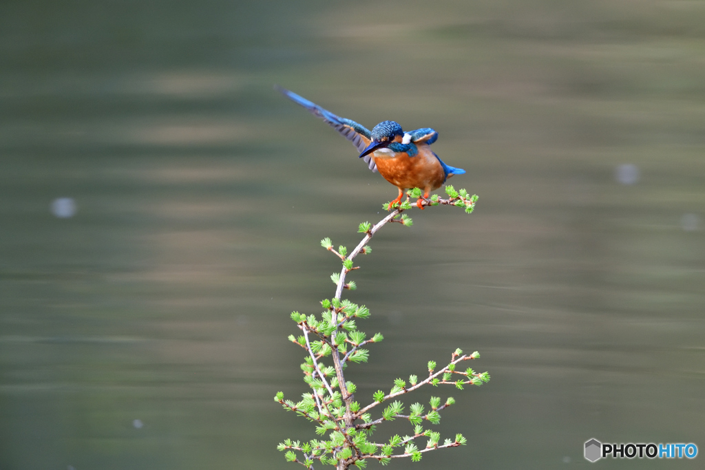 カラマツとカワセミ